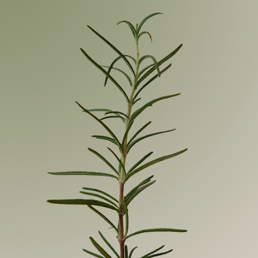 Rosemary Scalp Scrub